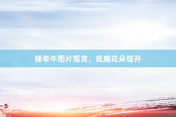 矮牵牛图片观赏，妩媚花朵绽开