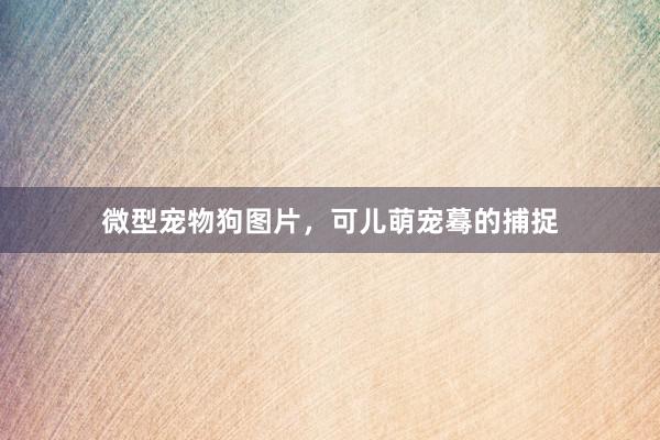 微型宠物狗图片，可儿萌宠蓦的捕捉